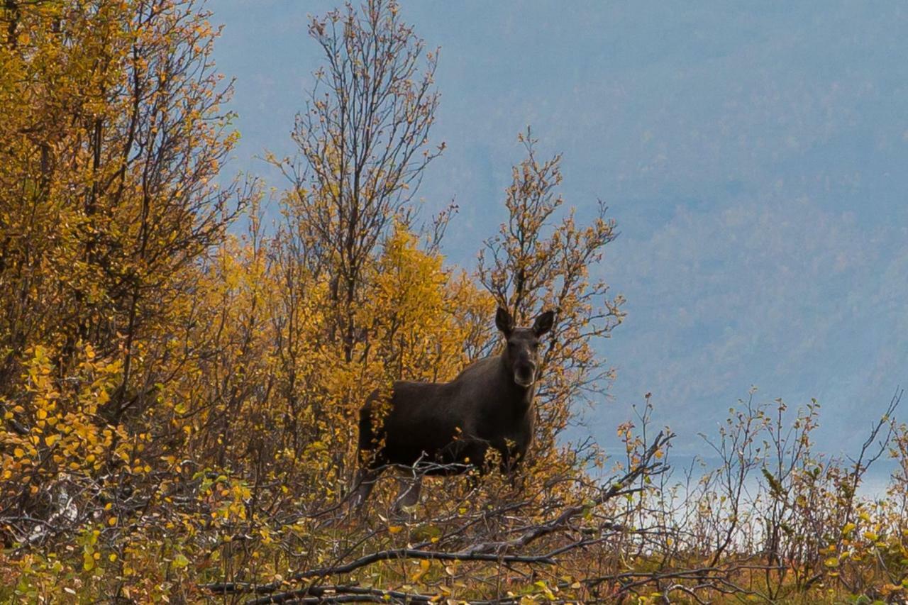 Lyngenfjord,Odins Hus Apartamento Olderdalen Exterior foto